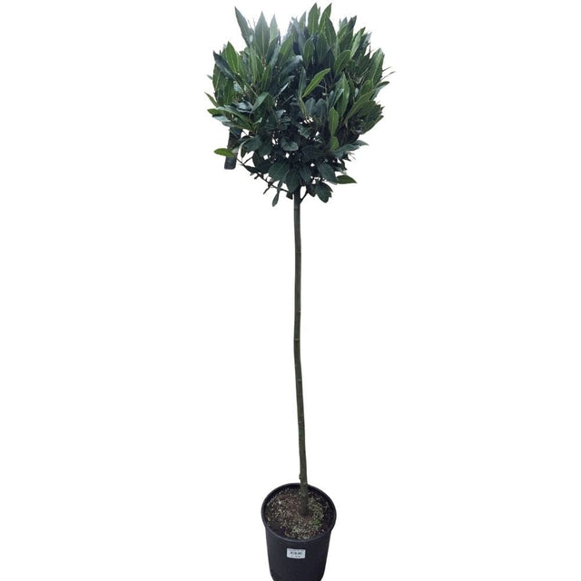 Laurus Nobilis 150cm Laurel Bay 'Round' 10Ltr Pot - Old Railway Line Garden Centre