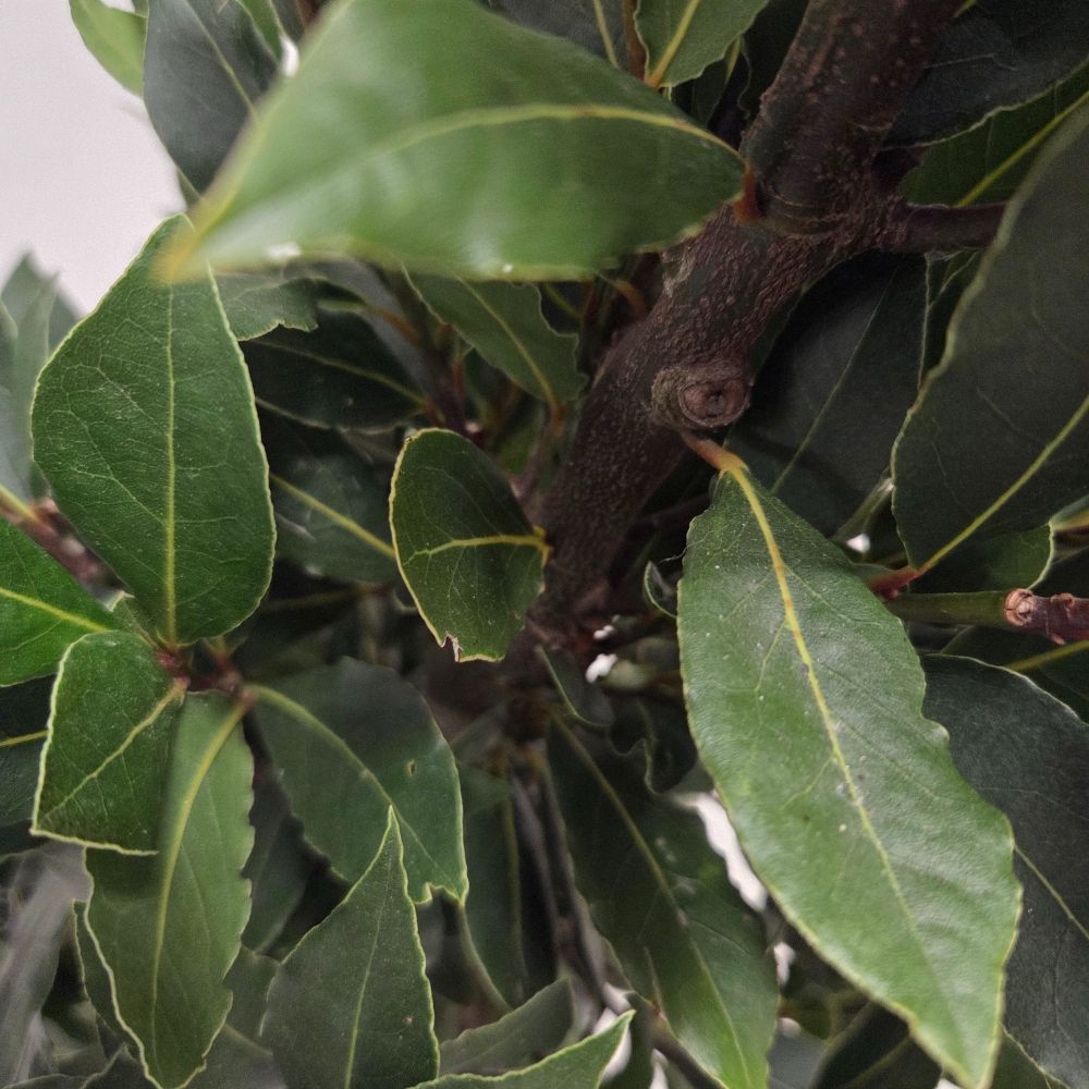 Laurus Nobilis Laurel Bay 'Pyramid' Tree 4Ltr Pot