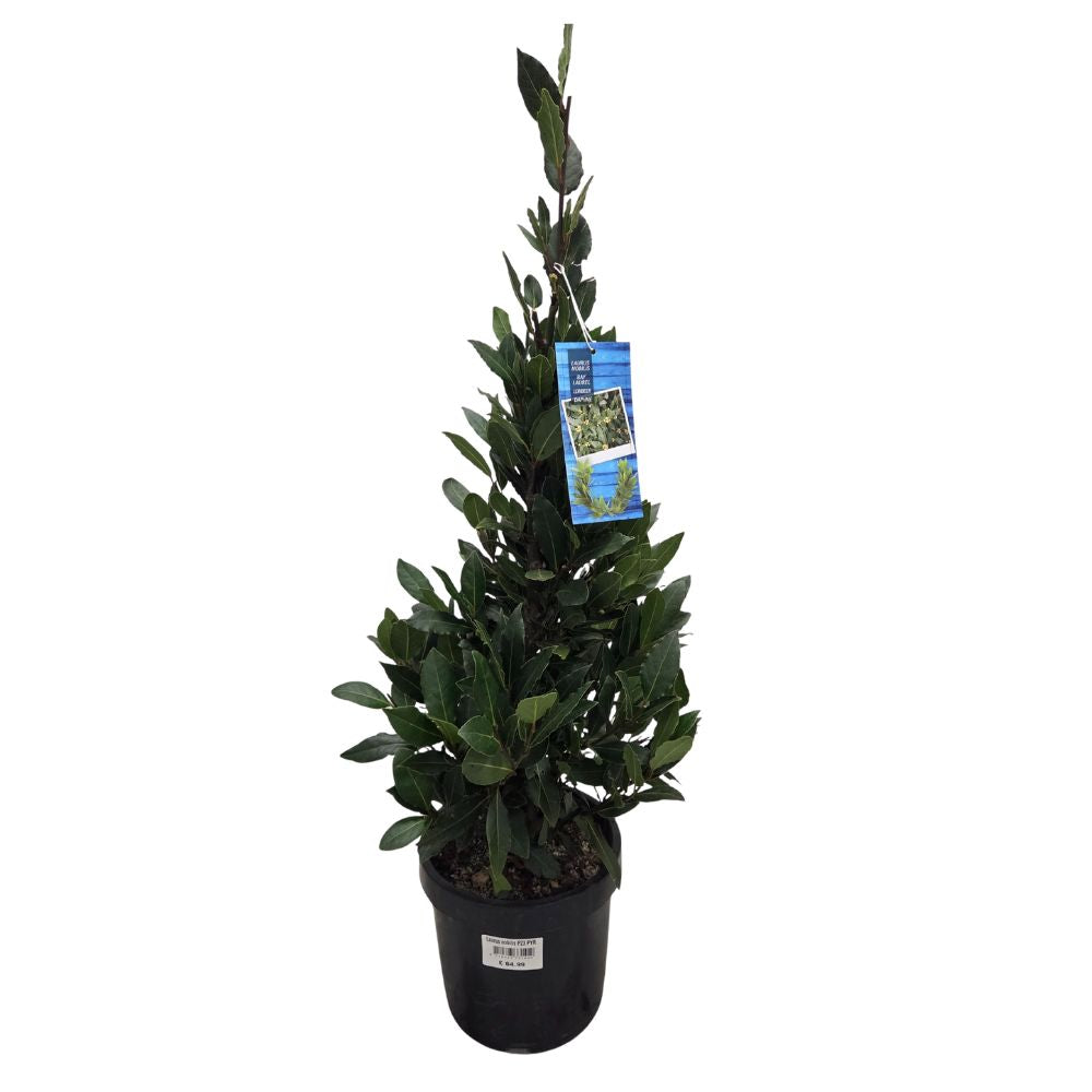 Laurus Nobilis Laurel Bay 'Pyramid' Tree 4Ltr Pot