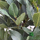 Laurus Nobilis Pyramid Bay Plant - 16cm Pot