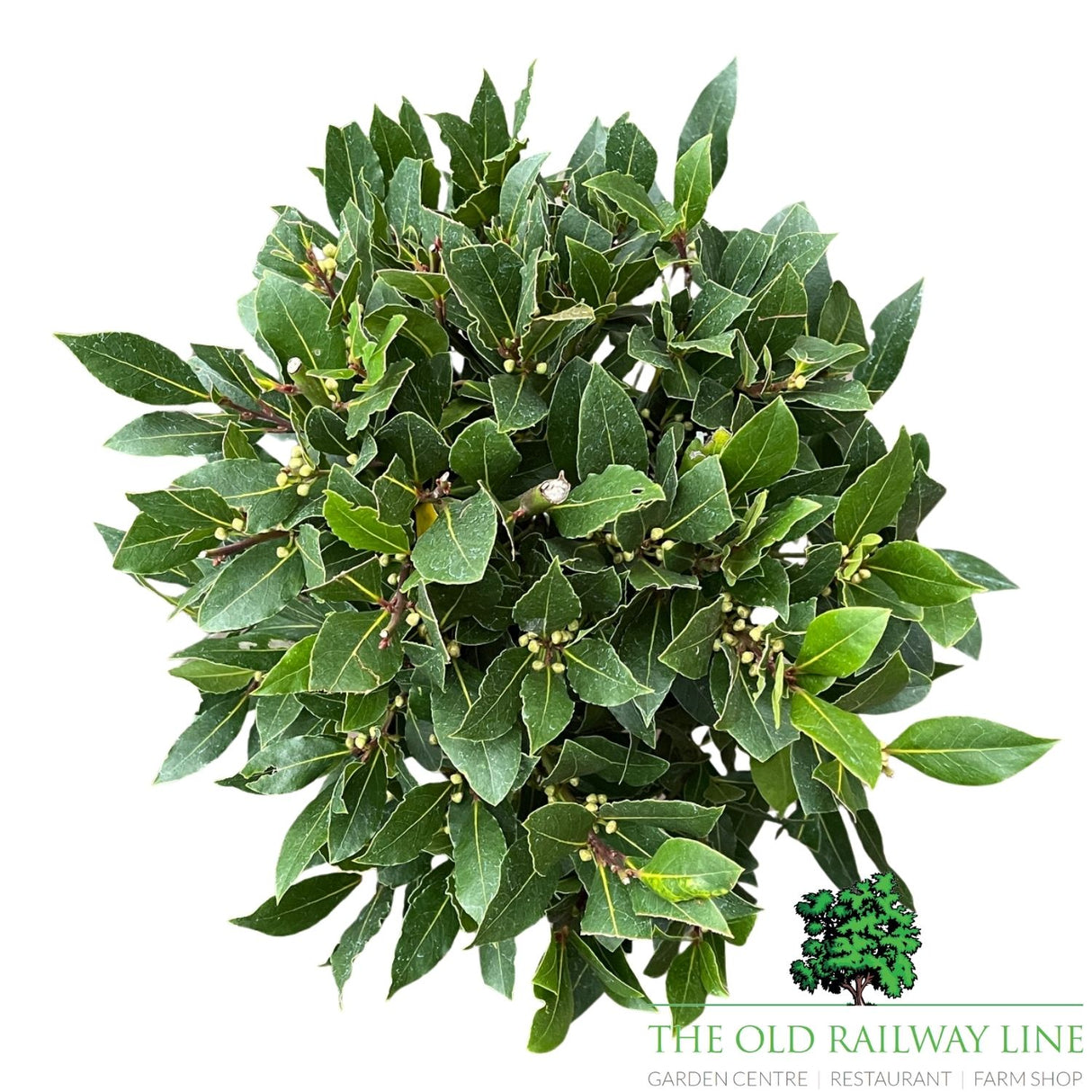 Laurus Nobilis Standard Bay Plant - 16cm Pot