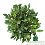 Laurus Nobilis Standard Bay Plant - 16cm Pot