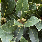 Laurus Nobilis Standard Bay Plant - 16cm Pot