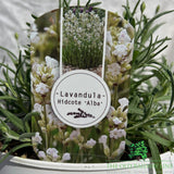 Lavandula Alba Plant - 3Ltr Pot