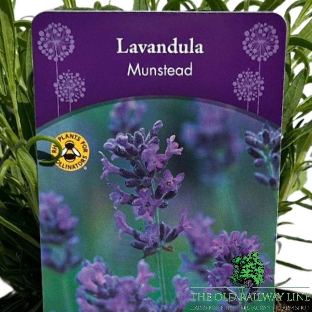 Lavandula Annuka Purple Treasure Plant - 3Ltr Pot