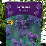 Lavandula Annuka Purple Treasure Plant - 3Ltr Pot