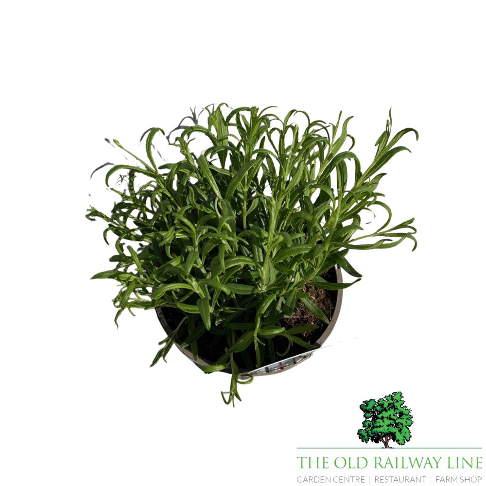 Lavandula Annuka Purple Treasure Plant - 3Ltr Pot