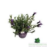 Lavender 'Hidcote' Plant - 1Ltr Pot