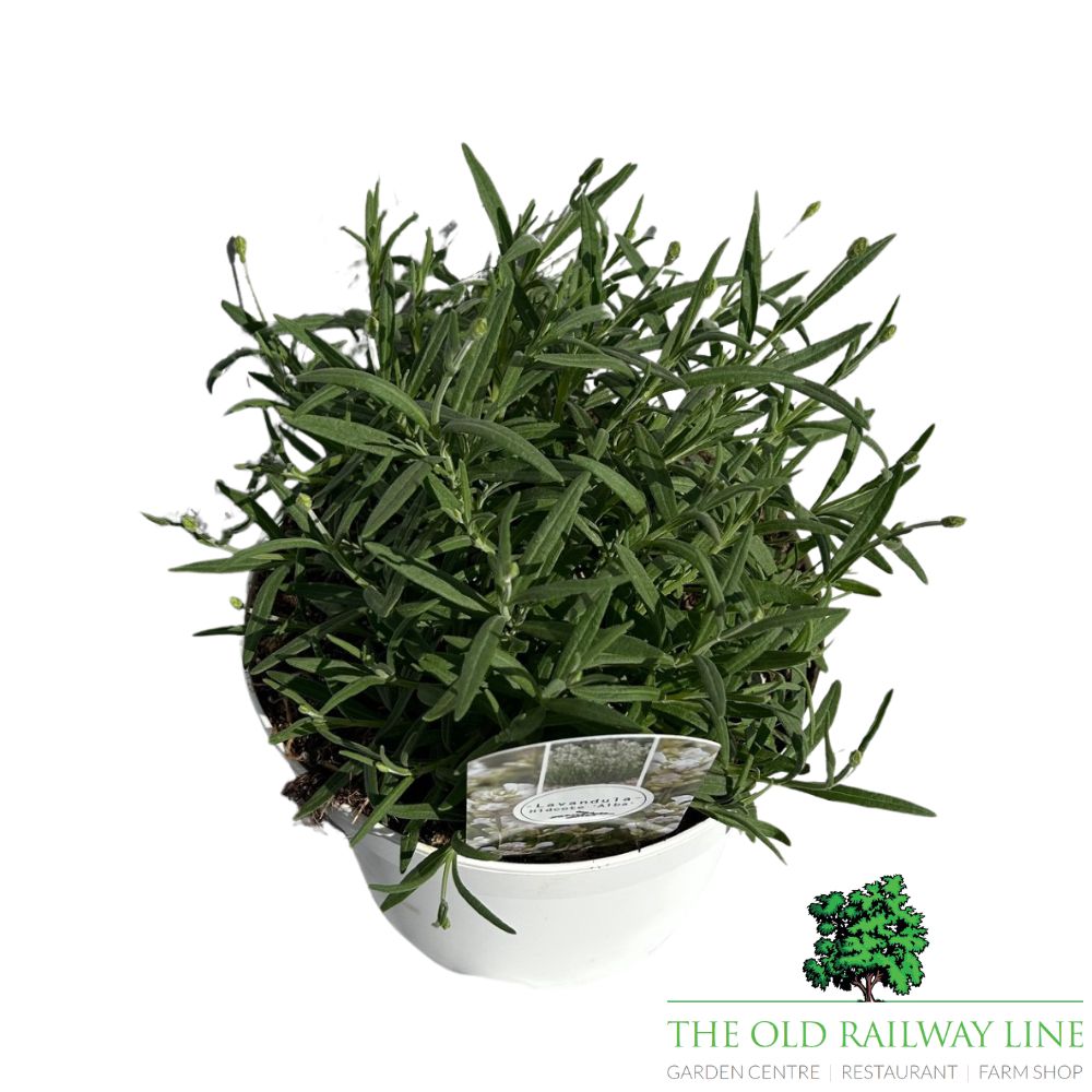 Lavandula Alba Plant - 3Ltr Pot