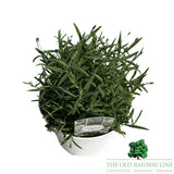Lavandula Alba Plant - 3Ltr Pot