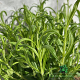 Lavandula Annuka Purple Treasure Plant - 3Ltr Pot