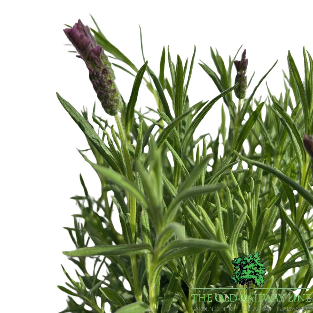 Lavandula 'Regal Splendour' Lavender Plant - 3Ltr Pot