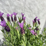 Lavender 'Hidcote' Plant - 1Ltr Pot