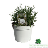 Lavandula Alba Plant - 3Ltr Pot