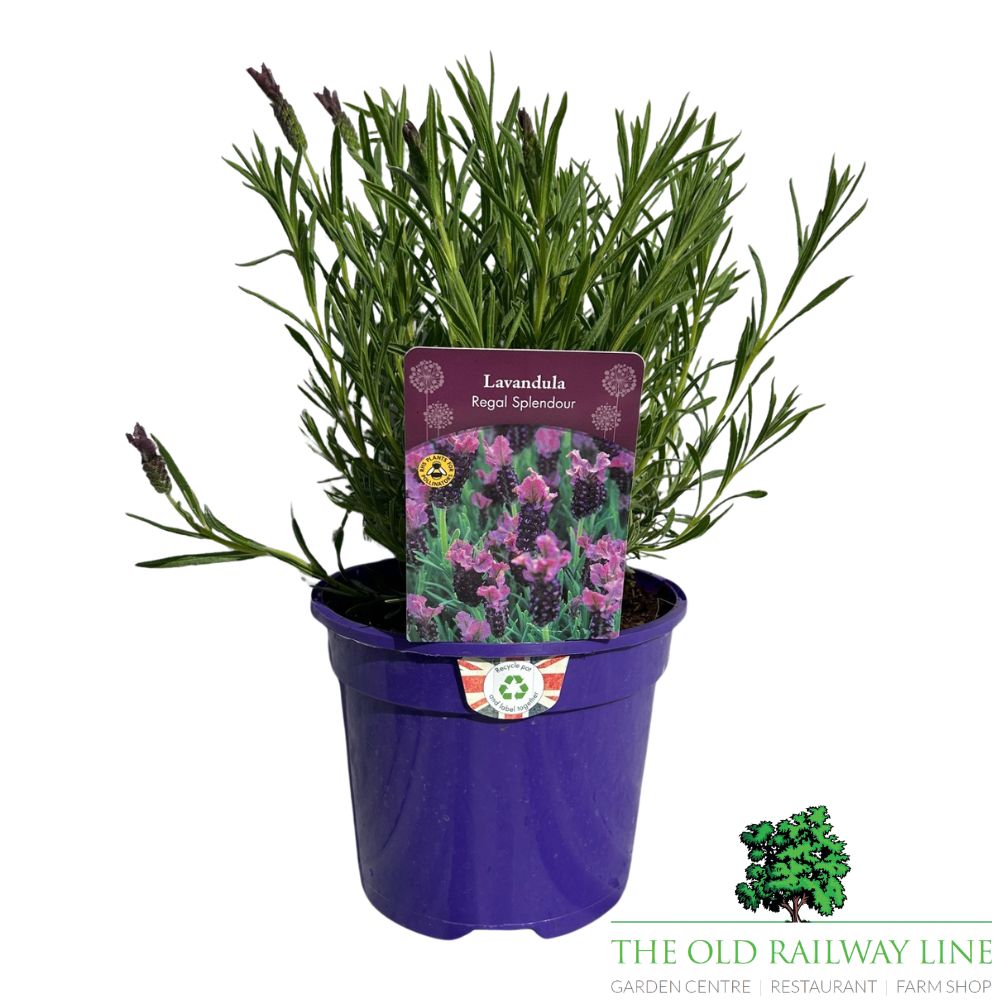 Lavandula 'Regal Splendour' Lavender Plant - 3Ltr Pot