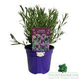 Lavandula 'Regal Splendour' Lavender Plant - 3Ltr Pot