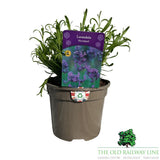 Lavandula Annuka Purple Treasure Plant - 3Ltr Pot