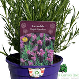 Lavandula 'Regal Splendour' Lavender Plant - 3Ltr Pot