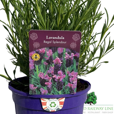 Lavandula 'Regal Splendour' Lavender Plant - 3Ltr Pot