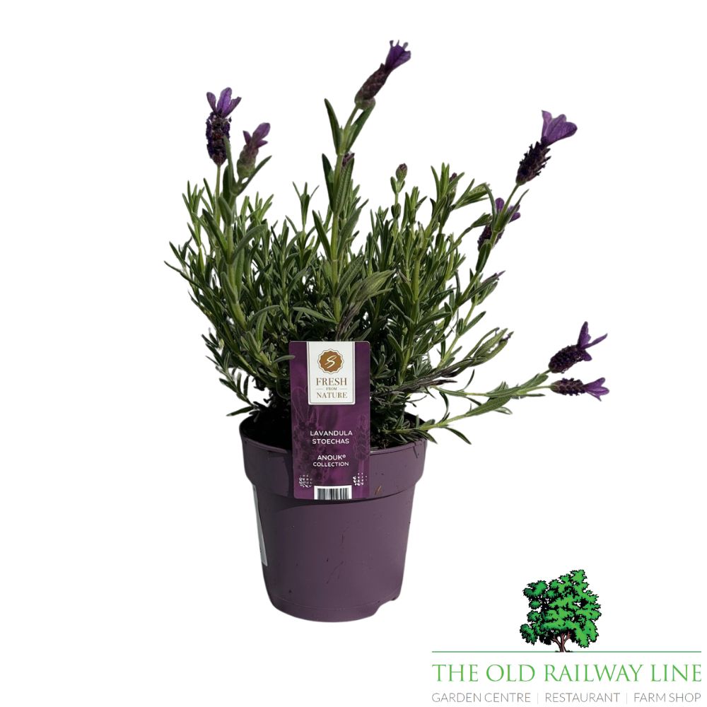 Lavender 'Hidcote' Plant - 1Ltr Pot