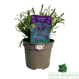 Lavandula Annuka Purple Treasure Plant - 3Ltr Pot - Old Railway Line Garden Centre