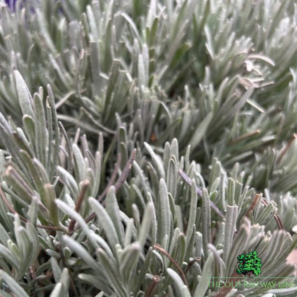 Lavender Hidcote Plant - 5Ltr Pot