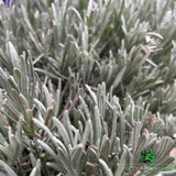 Lavender Hidcote Plant - 5Ltr Pot