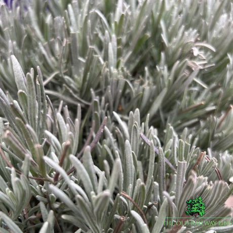 Lavender Hidcote Plant - 5Ltr Pot