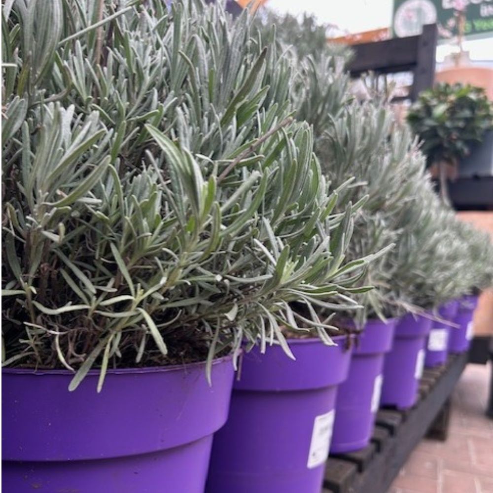 Lavender Hidcote Plant - 5Ltr Pot