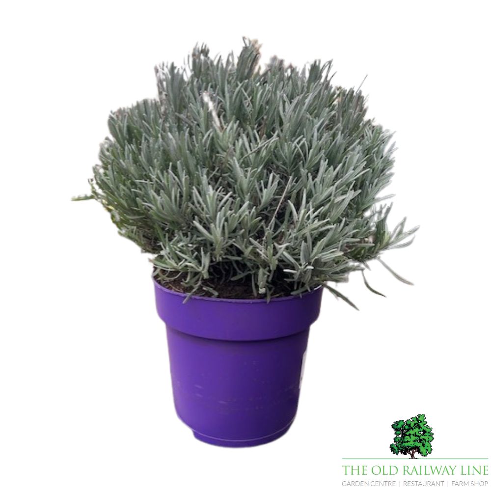 Lavender Hidcote Plant - 5Ltr Pot