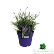 Lavandula Hidcote Plant - 2Ltr Pot - Old Railway Line Garden Centre
