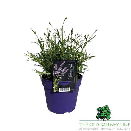 Lavandula Hidcote Plant - 2Ltr Pot - Old Railway Line Garden Centre