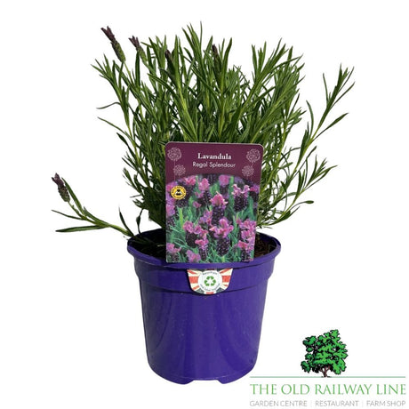 Lavandula 'Regal Splendour' Lavender Plant - 3Ltr Pot - Old Railway Line Garden Centre