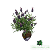 Lavandula Stoechas Anouk Standard - 12cm Pot