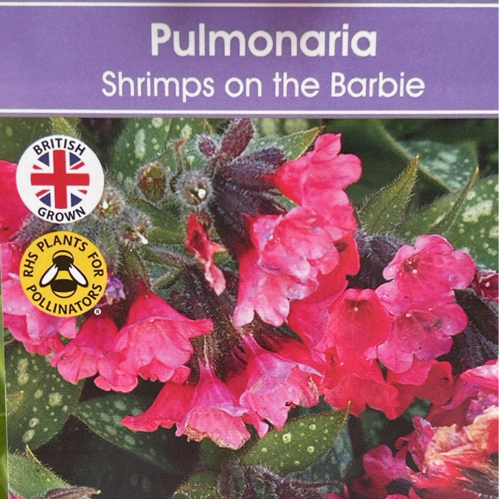 Pulmonaria 'Shrimps On The Barbie' Plant - 2Ltr Pot