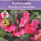 Pulmonaria 'Shrimps On The Barbie' Plant - 2Ltr Pot