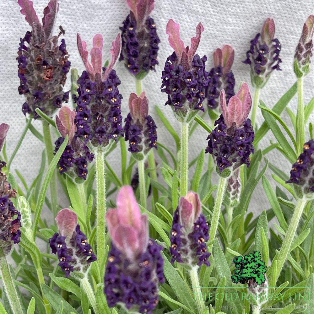 Lavandula Stoechas Anouk Standard - 12cm Pot