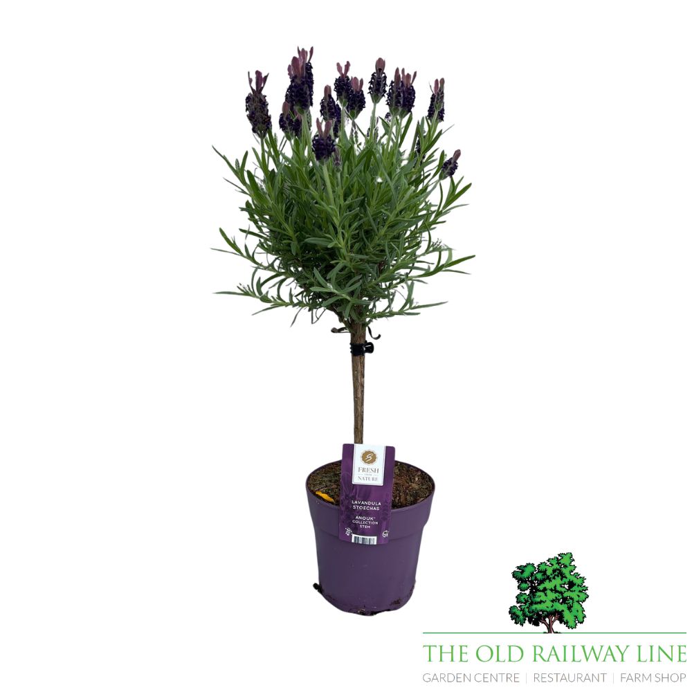 Lavandula Stoechas Anouk Standard - 12cm Pot