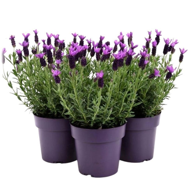 Lavandula stoechas 'French Lavender' Plant - 14cm Pot - Old Railway Line Garden Centre