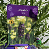 Lavender 'Tiara' Plant - 2Ltr Pot