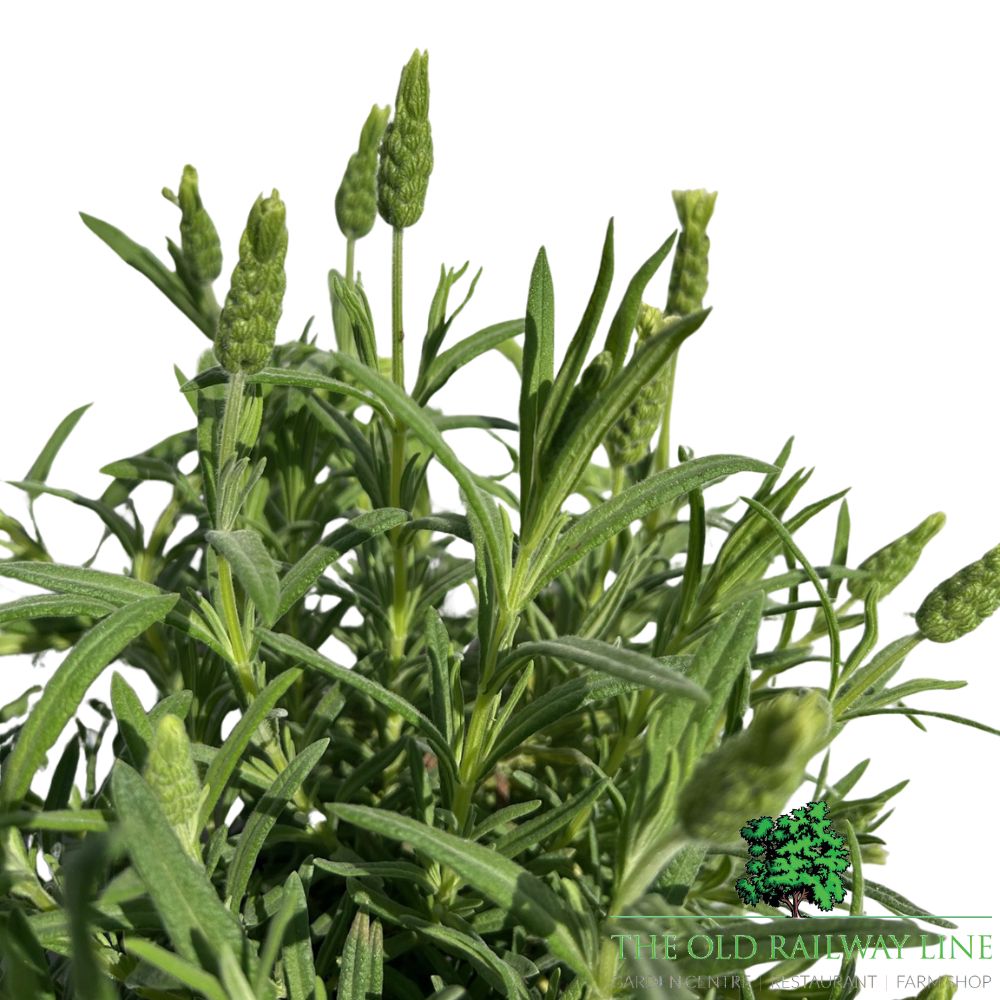 Lavender 'Tiara' Plant - 2Ltr Pot