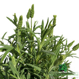 Lavender 'Tiara' Plant - 2Ltr Pot