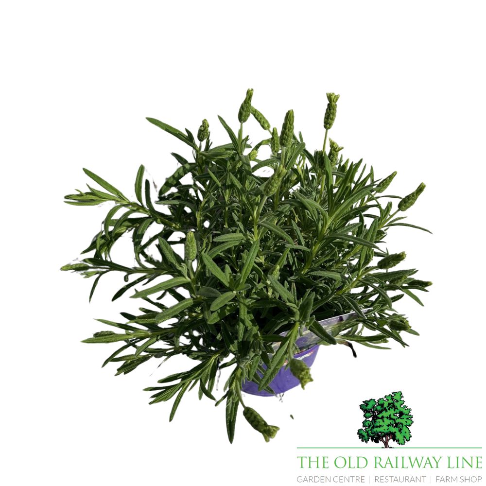 Lavender 'Tiara' Plant - 2Ltr Pot