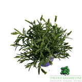 Lavender 'Tiara' Plant - 2Ltr Pot