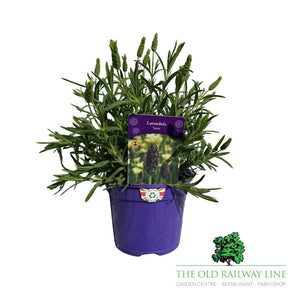 Lavender 'Tiara' Plant - 2Ltr Pot - Old Railway Line Garden Centre