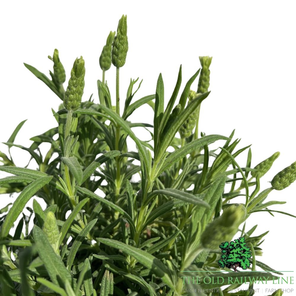 Lavender 'Tiara' Plant - 2Ltr Pot - Old Railway Line Garden Centre