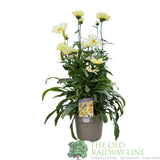 Leucanthemum x superbum 'Broadway Lights' Daisy Plant - 3Ltr Pot