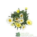 Leucanthemum x superbum 'Broadway Lights' Daisy Plant - 3Ltr Pot