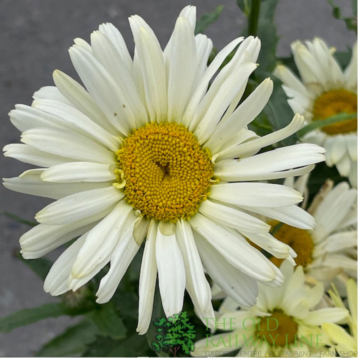 Leucanthemum x superbum 'Broadway Lights' Daisy Plant - 3Ltr Pot
