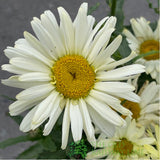 Leucanthemum x superbum 'Broadway Lights' Daisy Plant - 3Ltr Pot